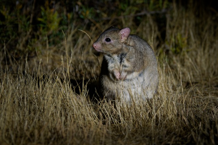 a small animal in a grassy field
