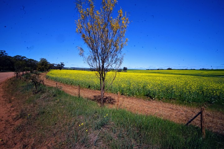a large green field with trees in the background