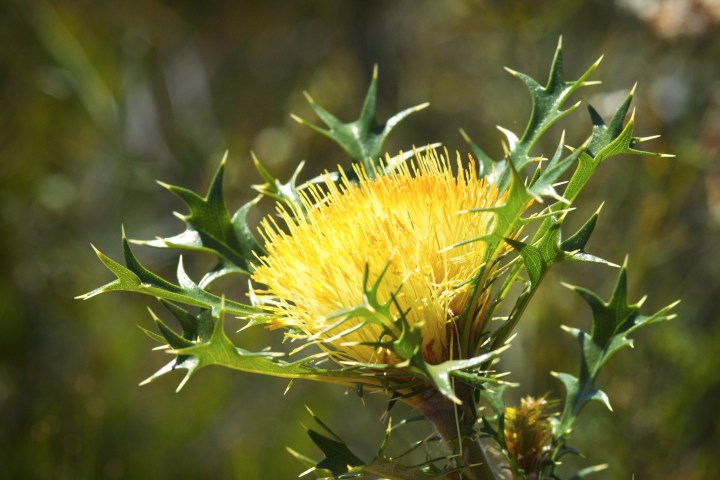 a close up of a flower