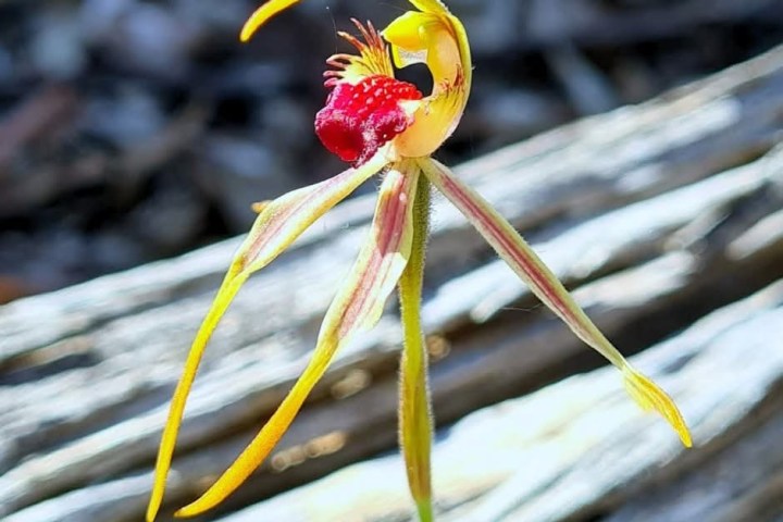 a close up of a flower