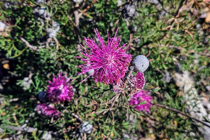 a purple flower on a plant