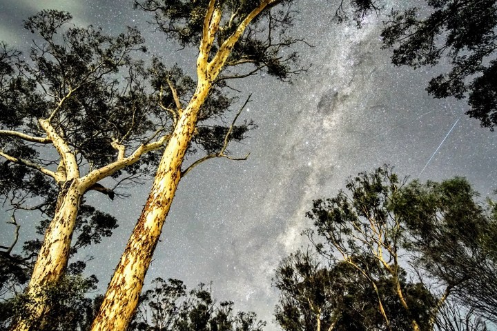 a close up of a tree