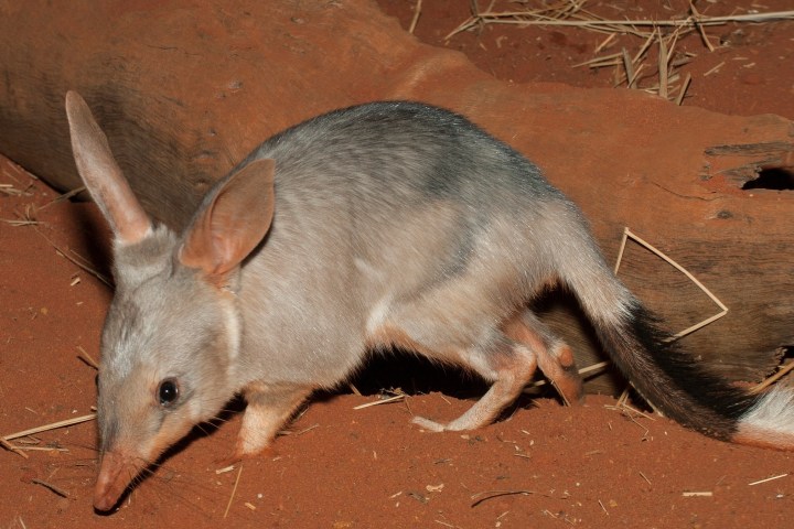 a rodent looking at the camera