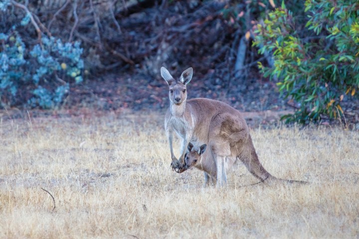 an animal standing on a dry grass field
