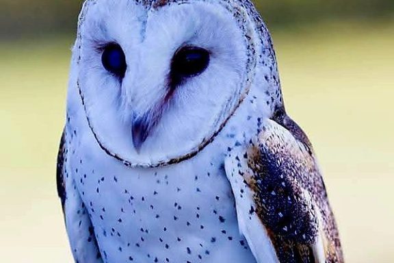 Close-up of a barn owl with speckled feathers against a blurred background.