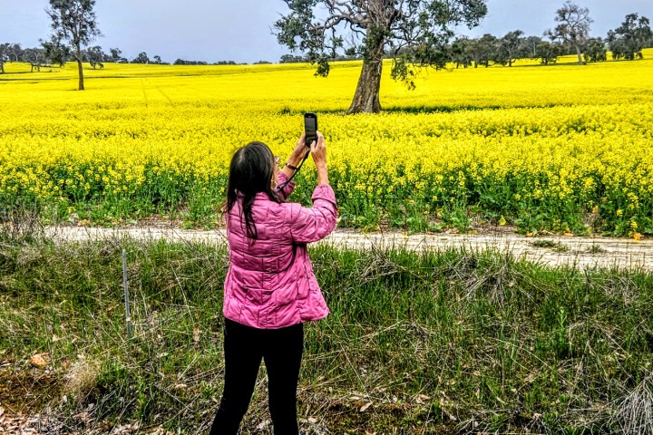 Person in pink jacket taking a photo of a tree in a yellow flower field.