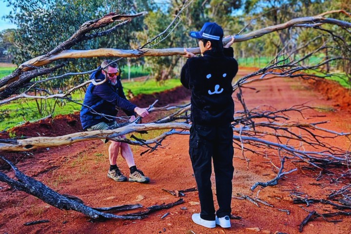 Two people clearing a fallen tree branch from a red dirt road, surrounded by greenery and blue sky.