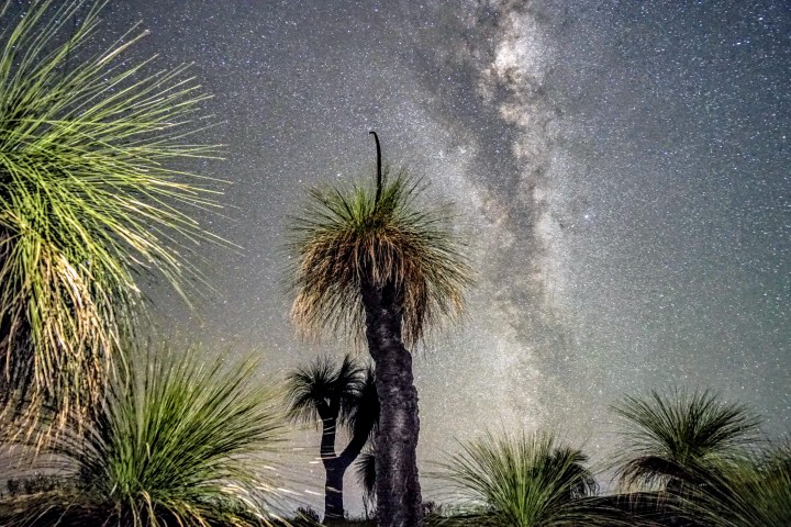 Silhouetted trees under the Milky Way in a starry night sky.