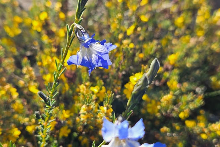 Close-up of blue flowers with yellow blossoms in a sunny, blurred natural setting.