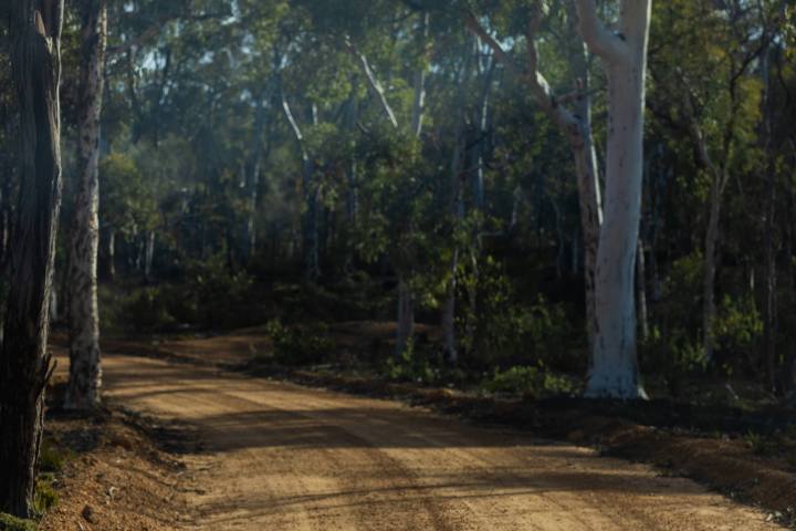 Dirt trail winding through dense forest with tall trees and sunlight filtering through leaves.