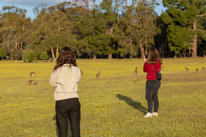 Two women photographing kangaroos in a sunny field with trees in the background.
