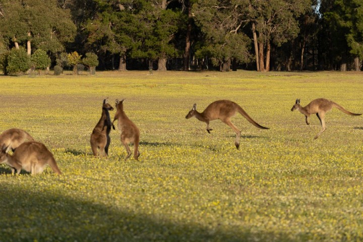 Group of kangaroos hopping and grazing in a grassy field with trees in the background.