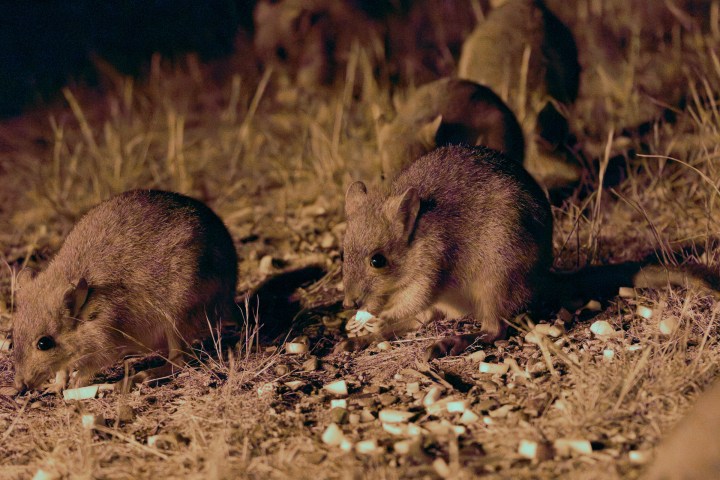 Group of small rodents eating on dry grass at night.