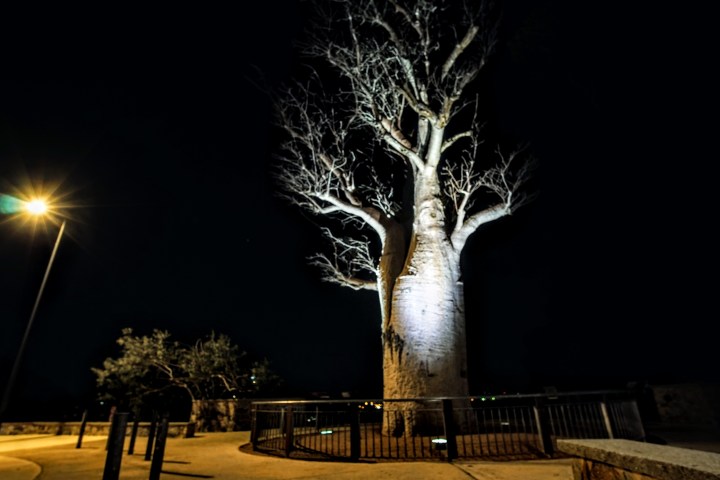 Large tree with bare branches illuminated at night by a streetlight.