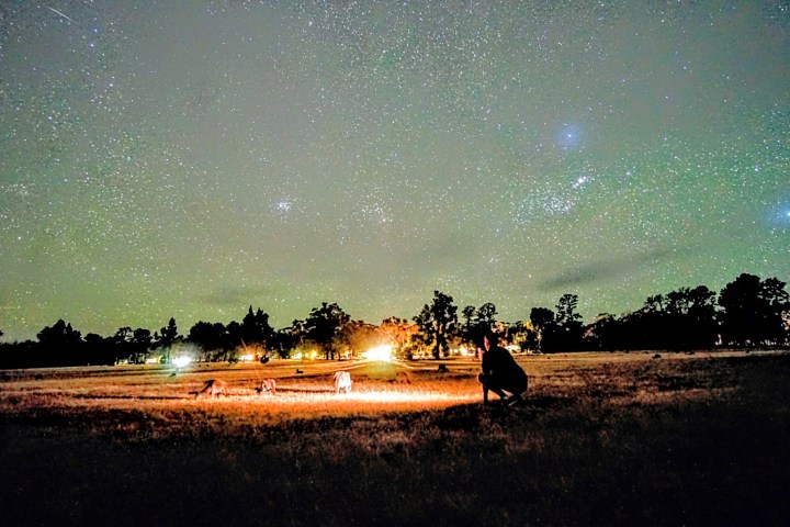 Person observing grazing animals at night under a starry sky with distant trees.