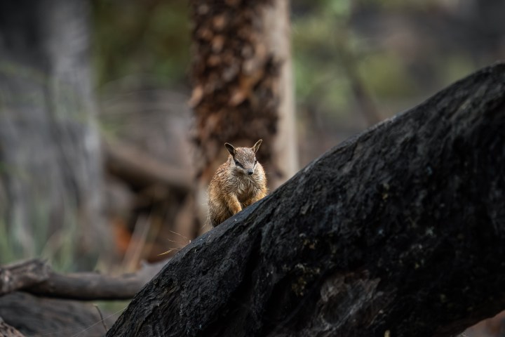 Squirrel on a charred log with blurred forest background.