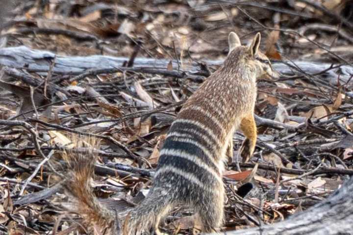 Numbat walking on forest floor with striped back and bushy tail.